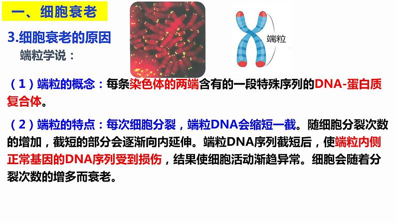 6.3 细胞的衰老和死亡 课件 高中生物新人教版必修106