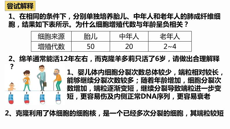 6.3 细胞的衰老和死亡 课件 高中生物新人教版必修107