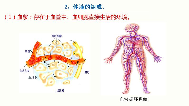 1.1 细胞生活的环境 课件 高中生物新人教版 选择性必修106