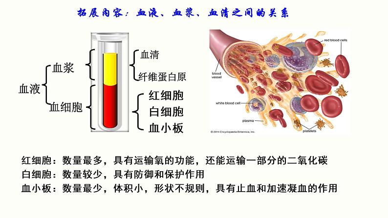 1.1 细胞生活的环境 课件 高中生物新人教版 选择性必修107