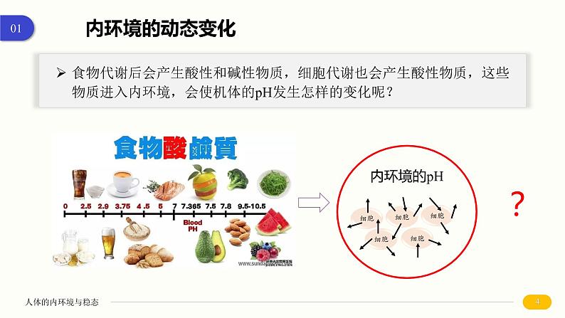 1.2 内环境的稳态 课件 高中生物新人教版 选择性必修104