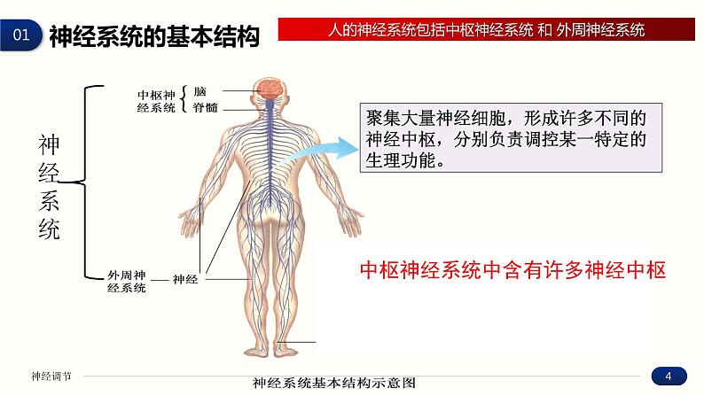 2.1 神经调节的结构基础 课件 高中生物新人教版 选择性必修104