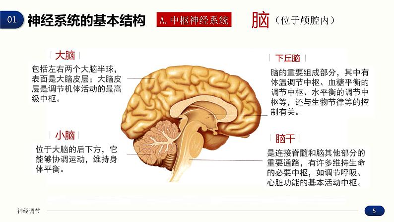 2.1 神经调节的结构基础 课件 高中生物新人教版 选择性必修105