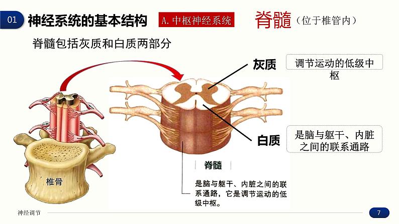 2.1 神经调节的结构基础 课件 高中生物新人教版 选择性必修107