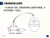 2.3 神经冲动的产生和传导 课件 高中生物新人教版 选择性必修1
