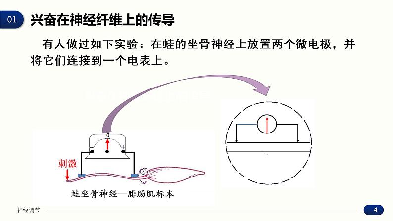 2.3 神经冲动的产生和传导 课件 高中生物新人教版 选择性必修1第4页