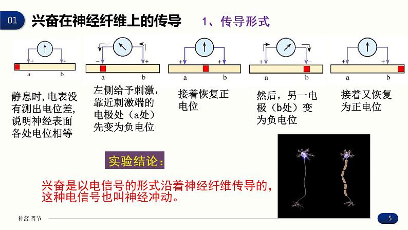 2.3 神经冲动的产生和传导 课件 高中生物新人教版 选择性必修1第5页