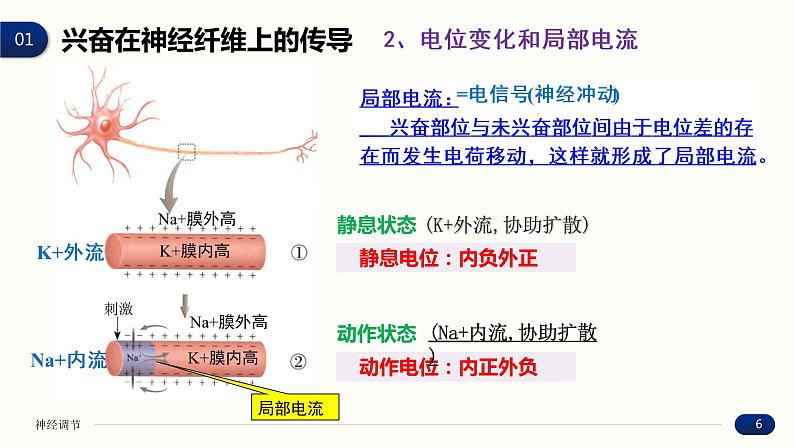 2.3 神经冲动的产生和传导 课件 高中生物新人教版 选择性必修1第6页