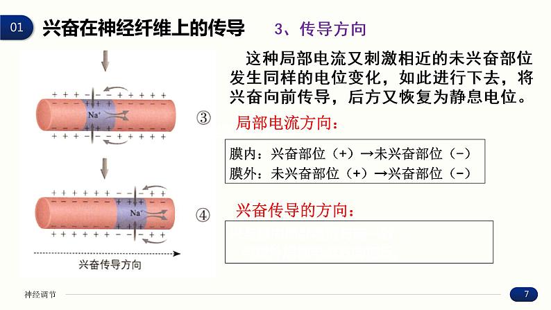 2.3 神经冲动的产生和传导 课件 高中生物新人教版 选择性必修1第7页