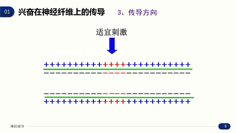 2.3 神经冲动的产生和传导 课件 高中生物新人教版 选择性必修1第8页