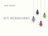 2.4 神经系统的分级调节 课件 高中生物新人教版 选择性必修1