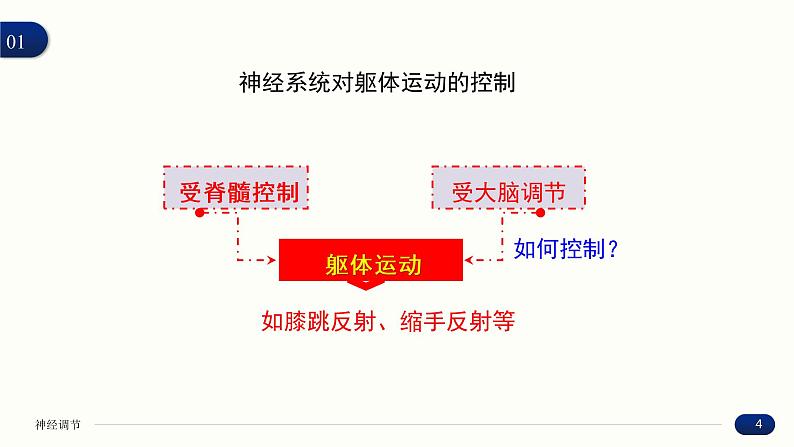 2.4 神经系统的分级调节 课件 高中生物新人教版 选择性必修104