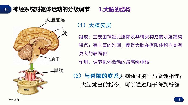 2.4 神经系统的分级调节 课件 高中生物新人教版 选择性必修105