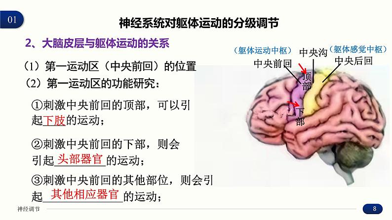 2.4 神经系统的分级调节 课件 高中生物新人教版 选择性必修108