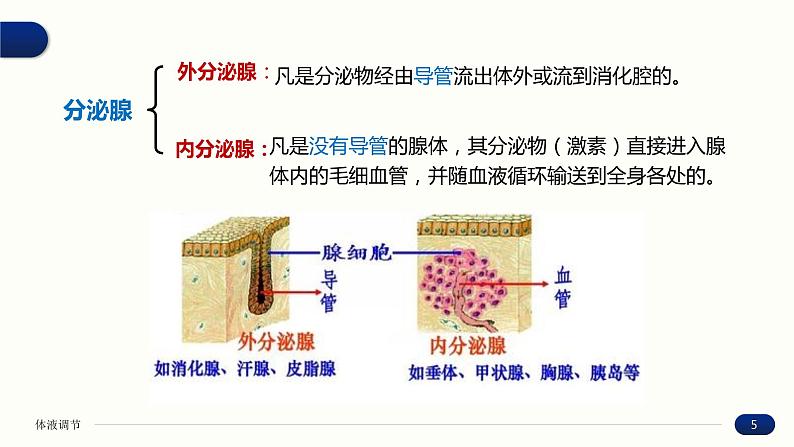 3.1 激素与内分泌系统 课件 高中生物新人教版 选择性必修105