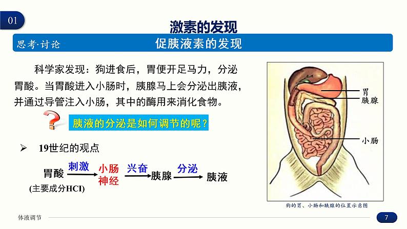 3.1 激素与内分泌系统 课件 高中生物新人教版 选择性必修107