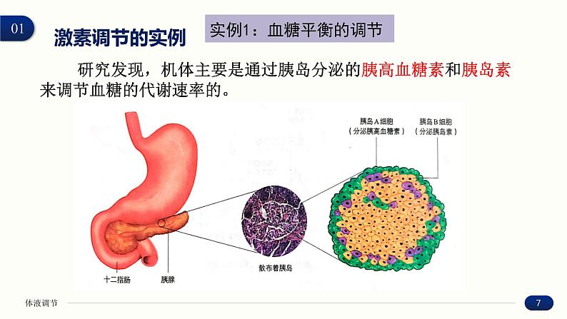 3.2 激素调节的过程 课件 高中生物新人教版 选择性必修107