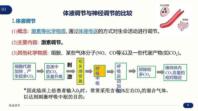 3.3 体液调节与神经调节的关系 课件 高中生物新人教版 选择性必修104