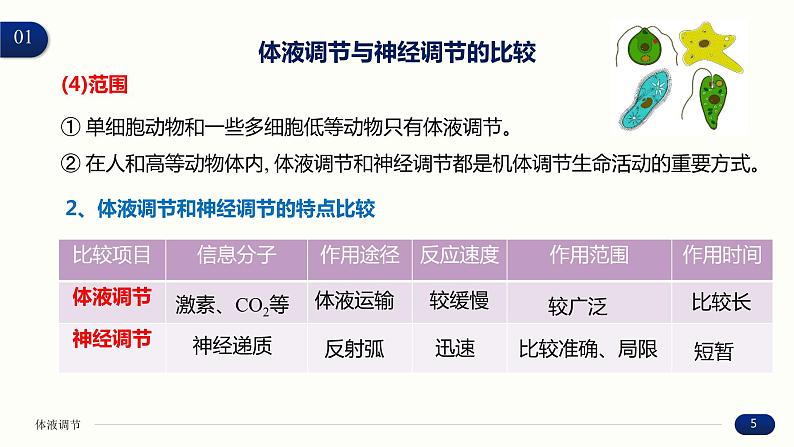 3.3 体液调节与神经调节的关系 课件 高中生物新人教版 选择性必修105