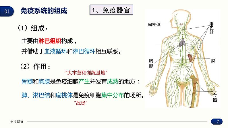 4.1 免疫系统的组成和功能 课件 高中生物新人教版 选择性必修107