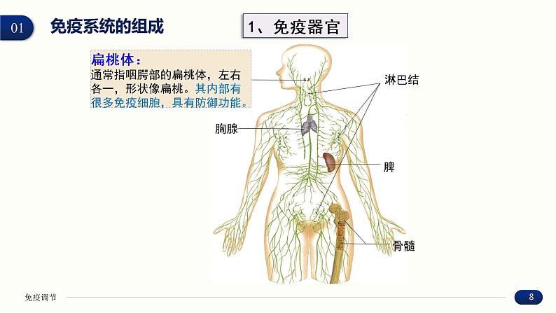 4.1 免疫系统的组成和功能 课件 高中生物新人教版 选择性必修108