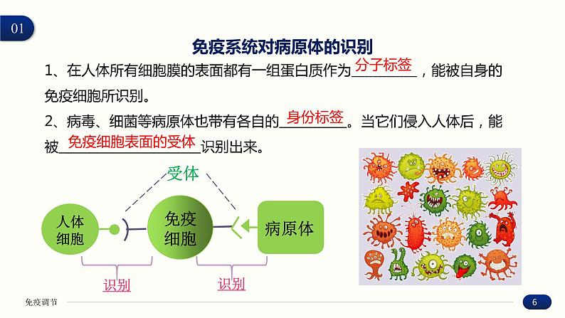 4.2 特异性免疫 课件 高中生物新人教版 选择性必修1第6页