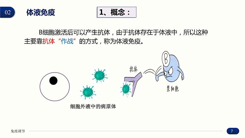 4.2 特异性免疫 课件 高中生物新人教版 选择性必修1第7页