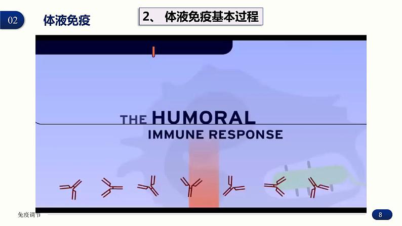 4.2 特异性免疫 课件 高中生物新人教版 选择性必修1第8页