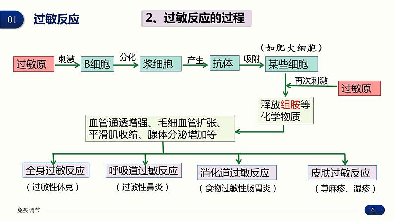 4.3 免疫失调 课件 高中生物新人教版 选择性必修106