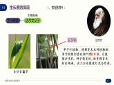 5.1 植物生长素 课件 高中生物新人教版 选择性必修1