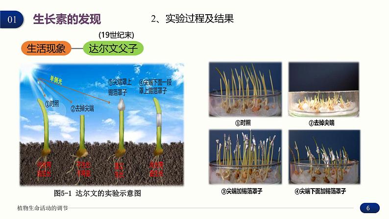 5.1 植物生长素 课件 高中生物新人教版 选择性必修106