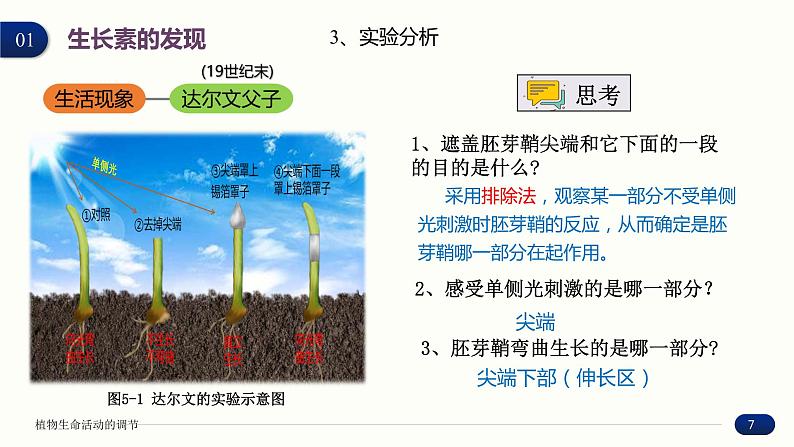 5.1 植物生长素 课件 高中生物新人教版 选择性必修107