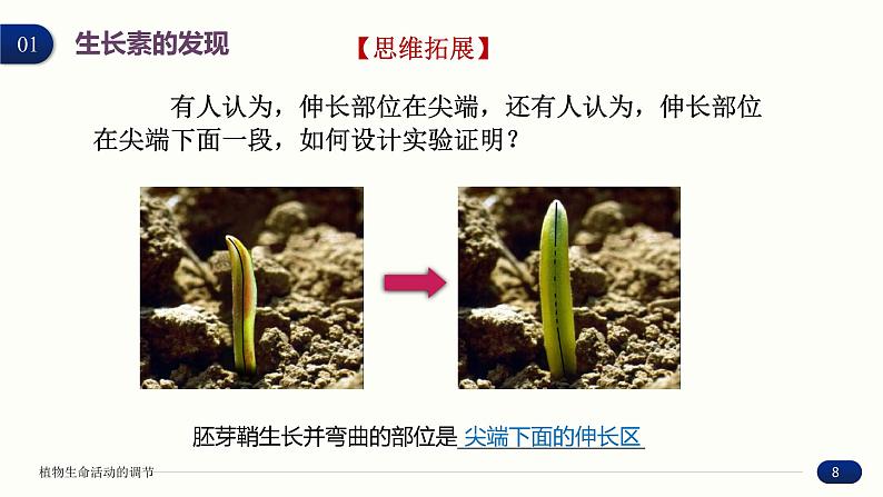 5.1 植物生长素 课件 高中生物新人教版 选择性必修108