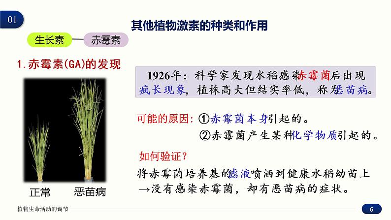 5.2 其他植物激素 课件 高中生物新人教版 选择性必修1第6页