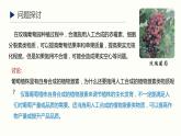 5.3 植物生长调节剂的应用 课件 高中生物新人教版 选择性必修1