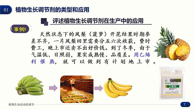 5.3 植物生长调节剂的应用 课件 高中生物新人教版 选择性必修1第7页