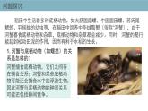 2.1  群落的结构（第一课时） 课件 高中生物新人教版择性必修第二册