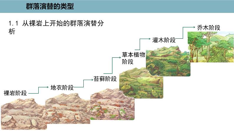 2.3  群落的演替 课件 高中生物新人教版择性必修第二册第7页