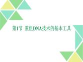 3.1  重组DNA技术的基本工具 课件 高中生物新人教版选择性必修3