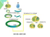 3.2  基因工程的基本操作程序 课件 高中生物新人教版选择性必修3