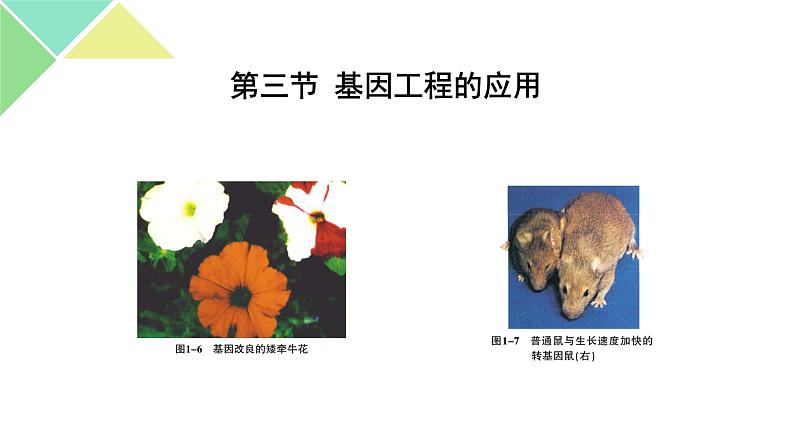 3.3  基因工程的应用 课件 高中生物新人教版选择性必修303