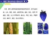 3.3  基因工程的应用 课件 高中生物新人教版选择性必修3