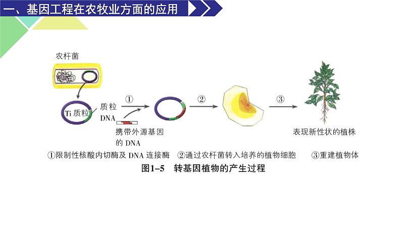 3.3  基因工程的应用 课件 高中生物新人教版选择性必修308