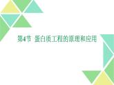 3.4  蛋白质工程的原理和应用 课件 高中生物新人教版选择性必修3