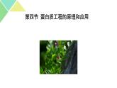 3.4  蛋白质工程的原理和应用 课件 高中生物新人教版选择性必修3