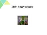 4.1  转基因产品的安全性 课件 高中生物新人教版选择性必修3