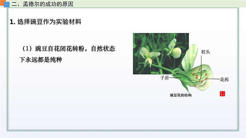 1.2 分离定律 课件 高中生物新苏教版必修204