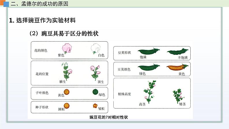 1.2 分离定律 课件 高中生物新苏教版必修205