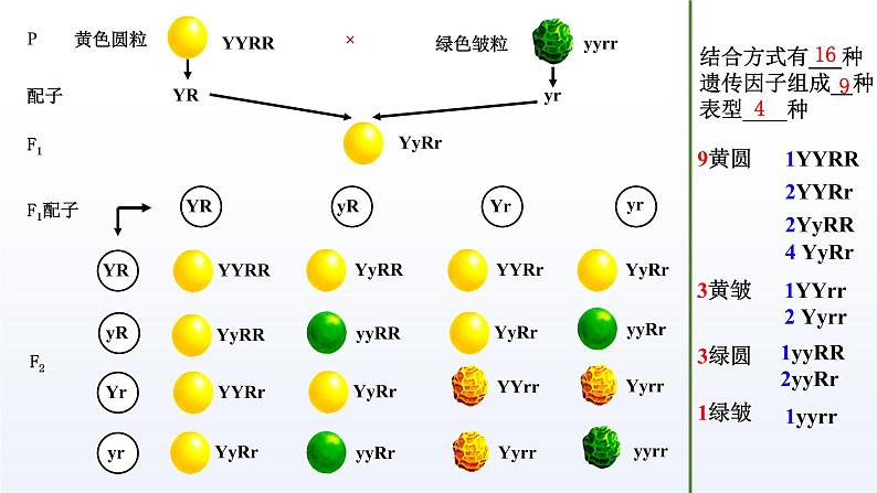 1.3 自由组合定律 课件 高中生物新苏教版必修208