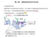 第二章 第二节 细胞——生命活动的基本单位 课件（48张）-高中生物新苏教版（2019）必修1